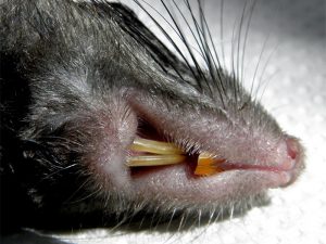 Close up of a Black Rat