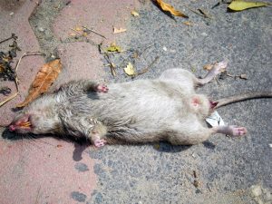 A dead Brown Rat