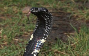 Snake removal - Rinkhals, common venomous snake on the Highveld