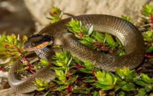 Snake removal and relocation
