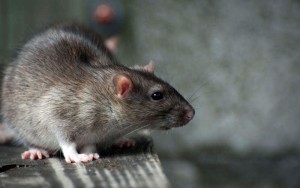 Pest control. Get rid of rats.