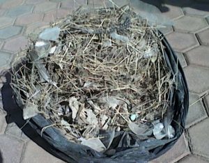 Rubbish from a bird nest